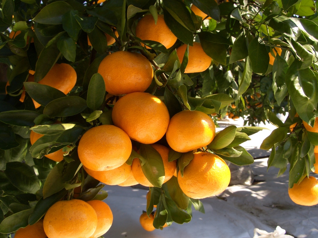 ミカン（あまみっこ）